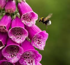 Foxglove Mix - Salt Spring Seeds