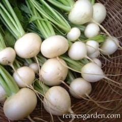 Japanese Turnips Mikado - Renee's Garden