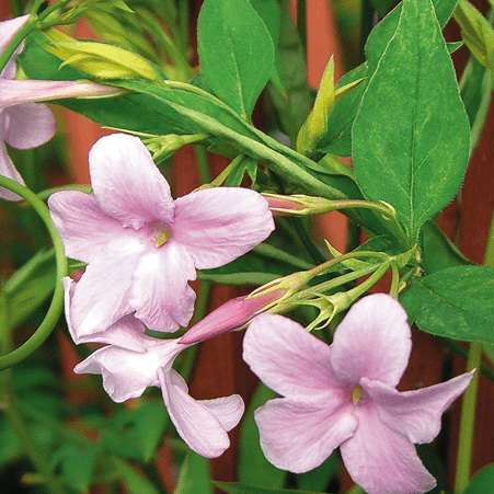 Jasmine Stephanenese