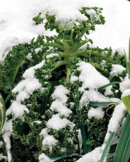 Kale Winter Blend - West Coast Seeds
