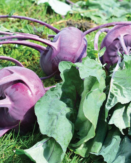 Kolrabi Purple Vienna - West Coast Seeds