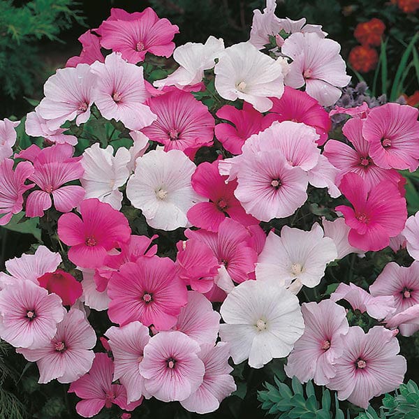 Lavatera Parade Mix