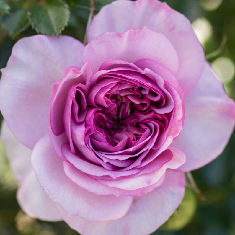 Lavender Veranda - Star Roses and Plants