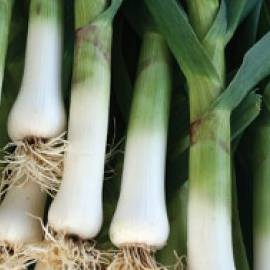 Leek Giant Musselburg - Aimers