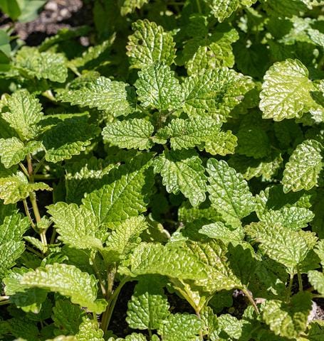 Lemon Balm Mandarina Orange - West Coast Seeds Ltd