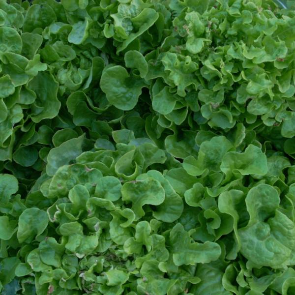 Lettuce Dutch Winter - Good Earth Farms