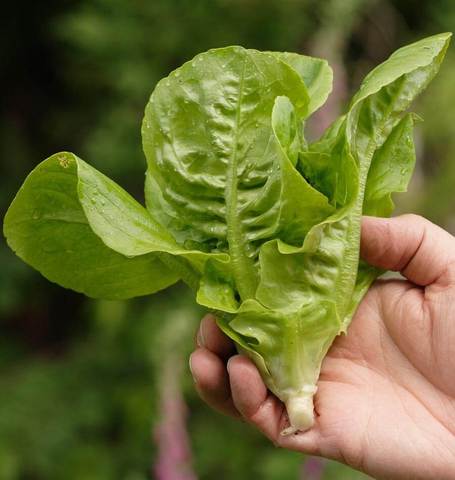 Lettuce Little Gem - West Coast Seeds