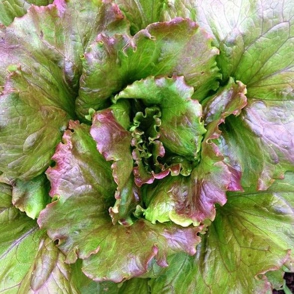 Lettuce Magenta Summer Crisp - Saanich Organics Seeds
