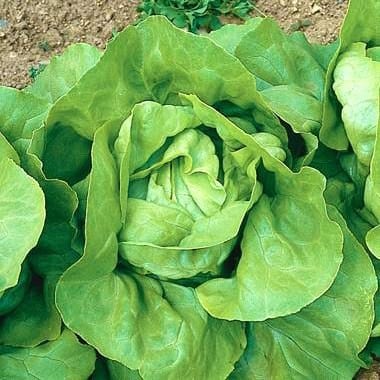 Lettuce Nancy Buttercrunch - Saanich Organics
