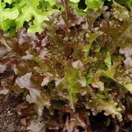 Lettuce Red Salad Bowl - Saanich Organics Seeds