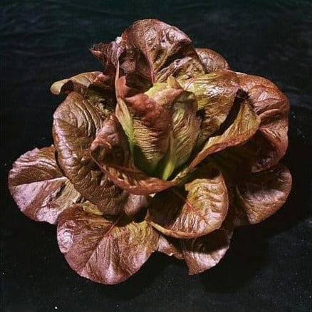 Lettuce Rouge D'Hiver - Saanich Organics Seeds