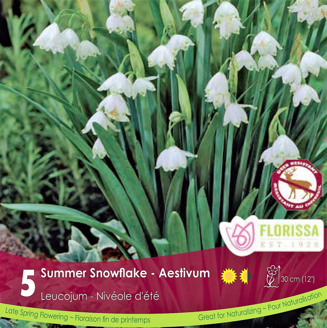 Leucojum Aestivum Summer Snowflake Tops