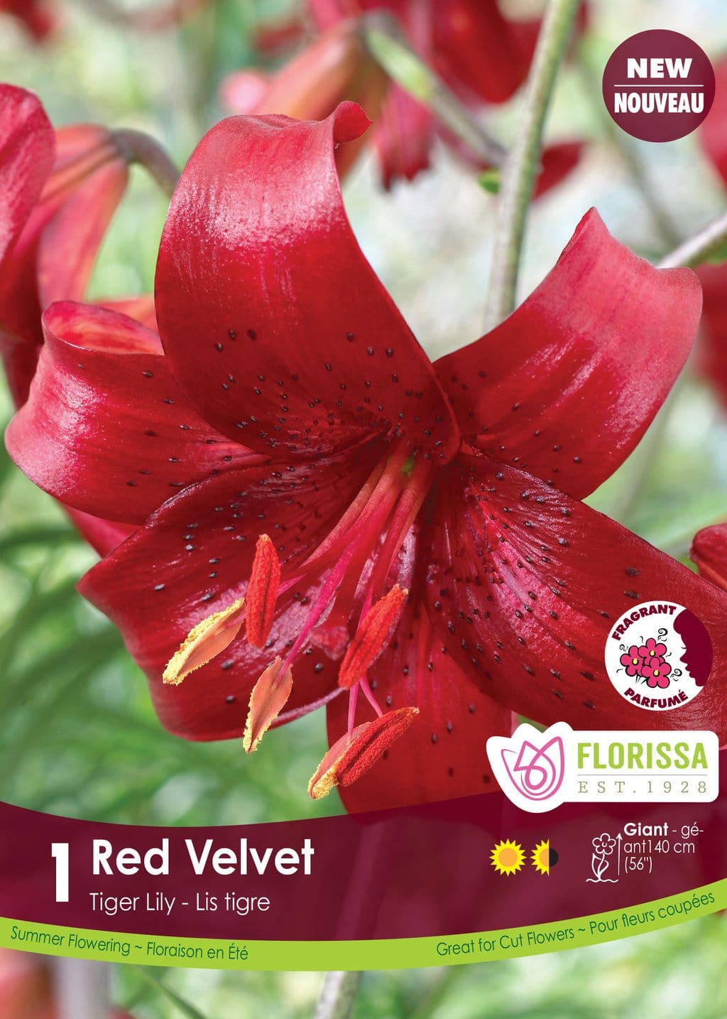 dark red tiger lily Tiger Lily | Red Velvet