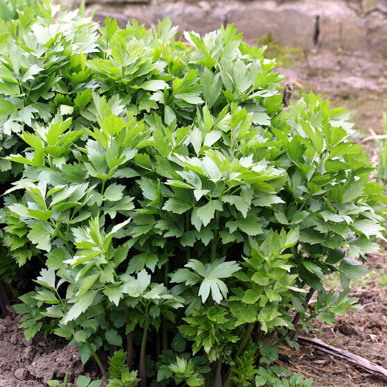 Lovage - Ontario Seed Company