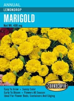 lemon drop marigold seeds Marigold Lemondrop
