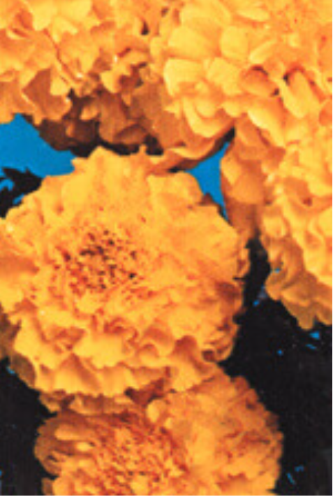 Marigold Dwarf French Petite Yellow - Ontario Seed Company