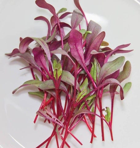 Microgreens Beets - West Coast Seeds