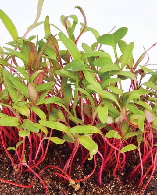 Microgreens Chard - West Coast Seeds