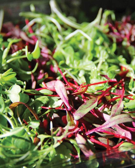 Microgreens Three Week Blend - West Coast Seeds