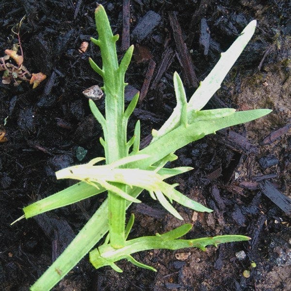 Minutina Erba Stella - Saanich Organics