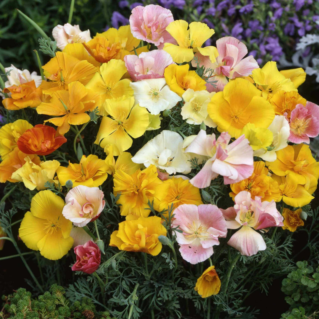 California Poppy Mission Bells - Ontario Seed Company