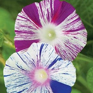 Morning Glory Carnevale di Venexia Mix - Burpee Seeds