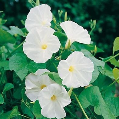 Morning Glory Moonflower
