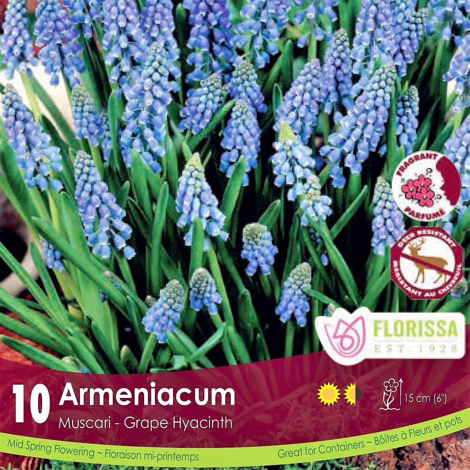 Muscari Armeniacum