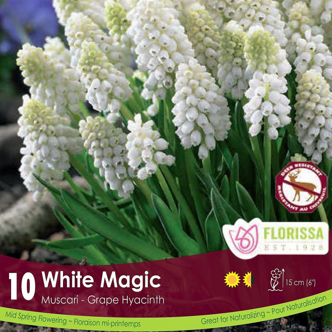 Muscari White Magic
