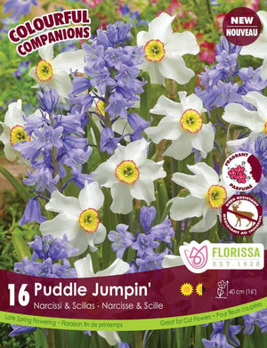 Narcissi & Scillas Puddle Jumpin' Colourful Companions, 16 Pack