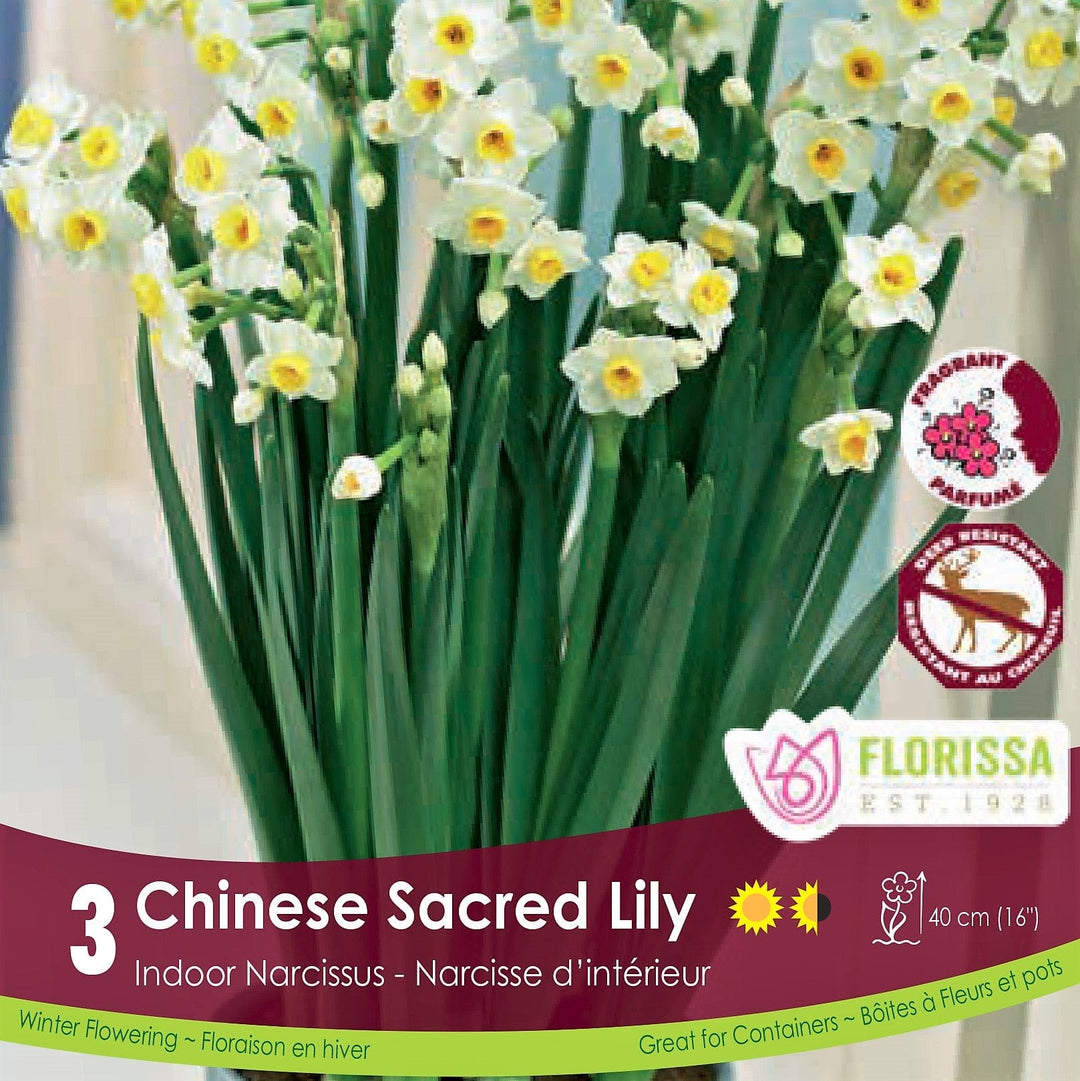 Yellow Narcissus Chinese Sacred Lily