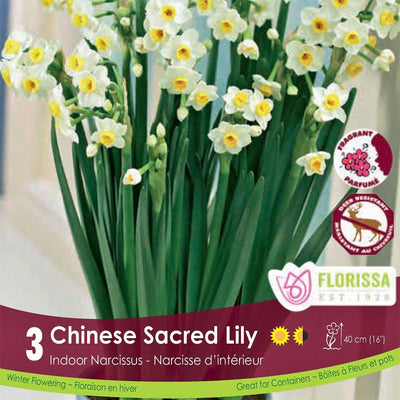 Narcissus - Chinese Sacred Lily, 3 Pack (Indoor)