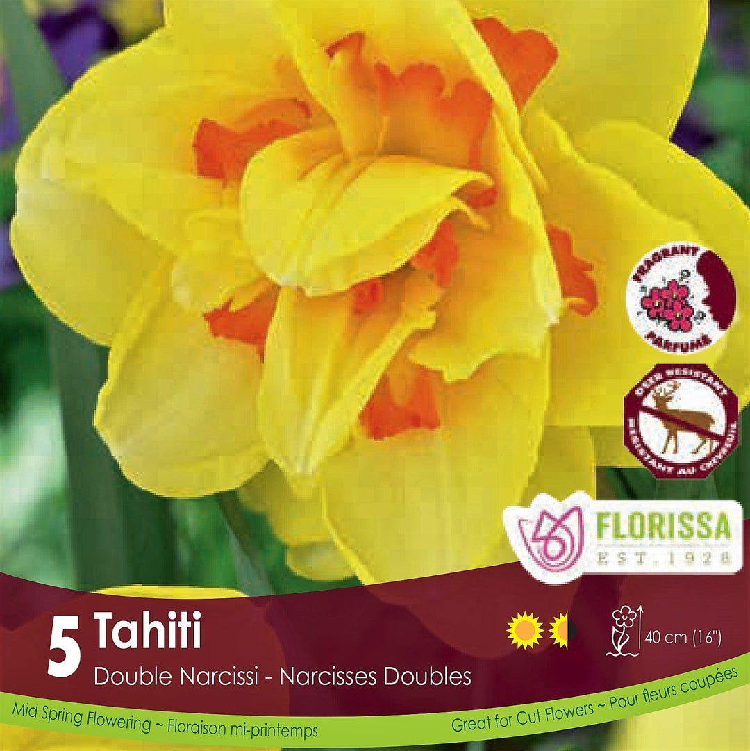 Yellow Orange Narcissus Double Tahiti