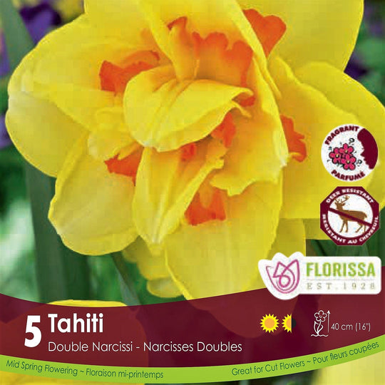 Yellow Orange Narcissus Double Tahiti
