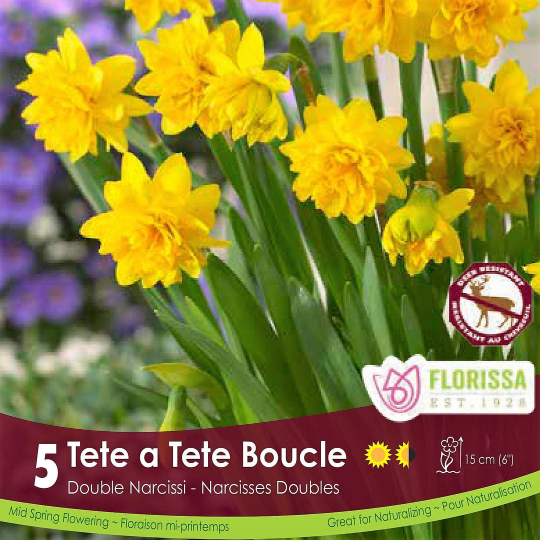 Yellow Double Narcissus Tete a Tete Boucle