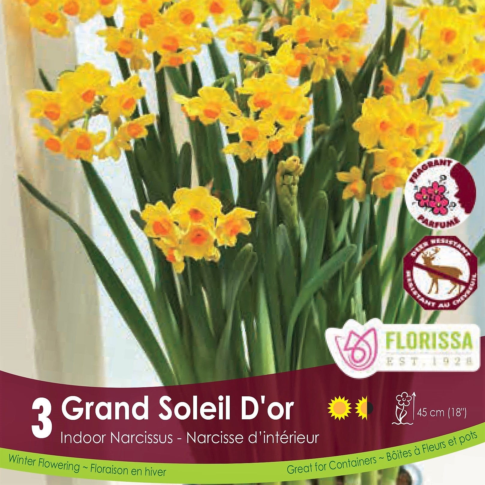 Orange and Yellow Narcissus Grand Soleil D'or