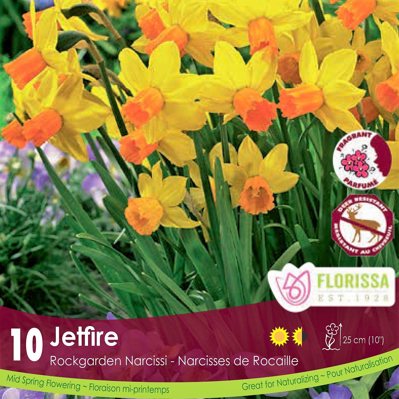 Yellow and Orange Rockgarden Narcissus Jetfire