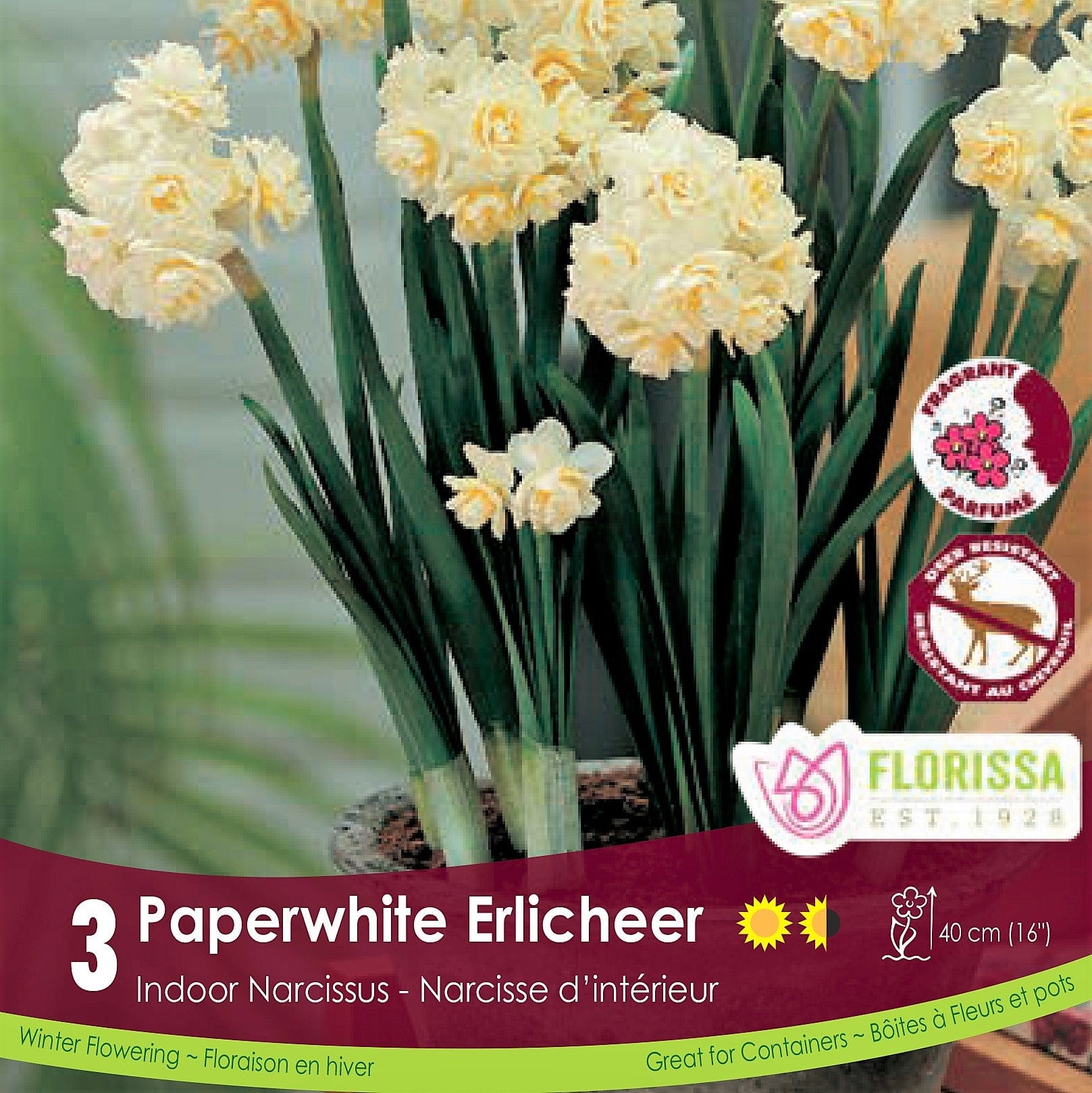 Cream Yellow Narcissus Paperwhite Erlicheer