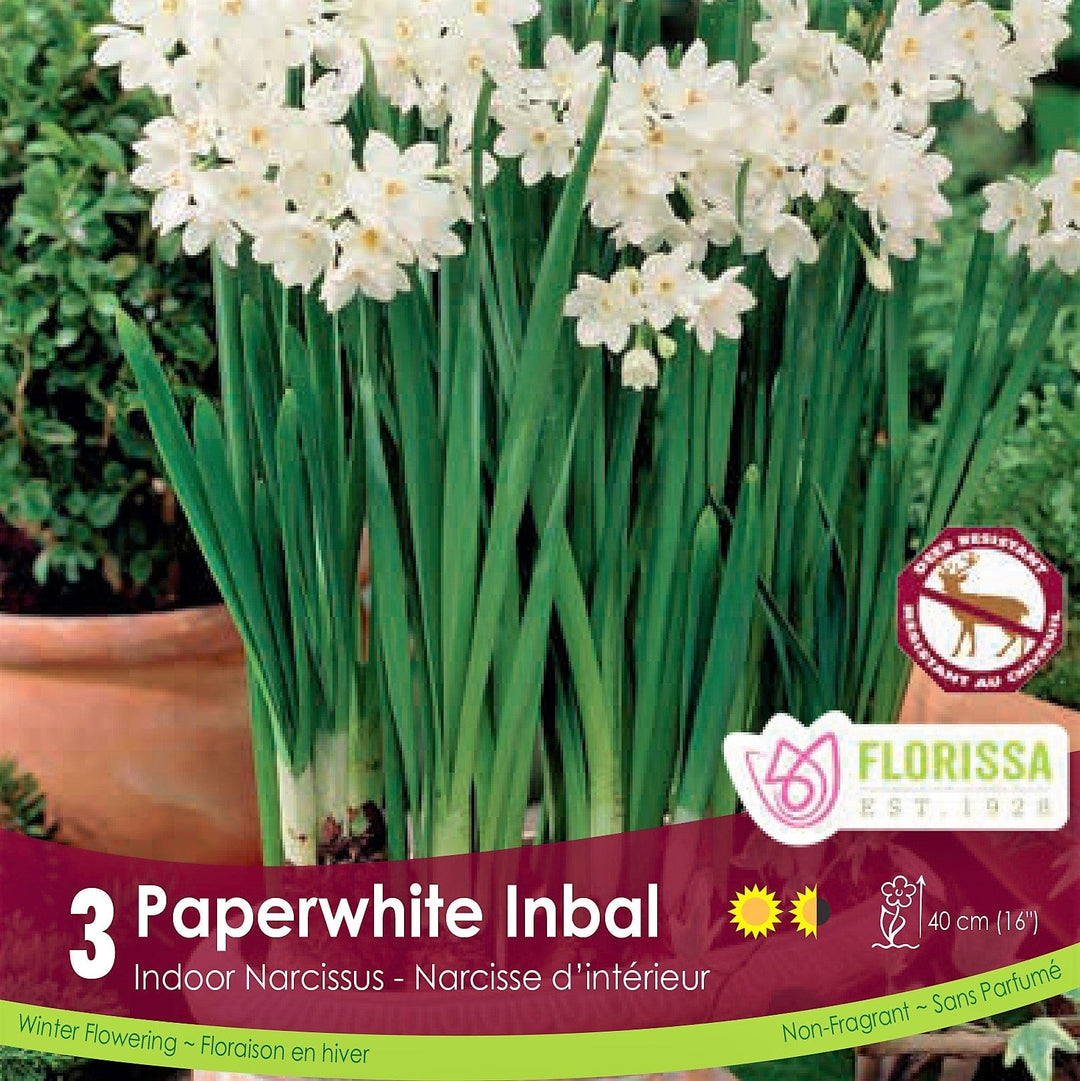 White Narcissus Paperwhite Inbal