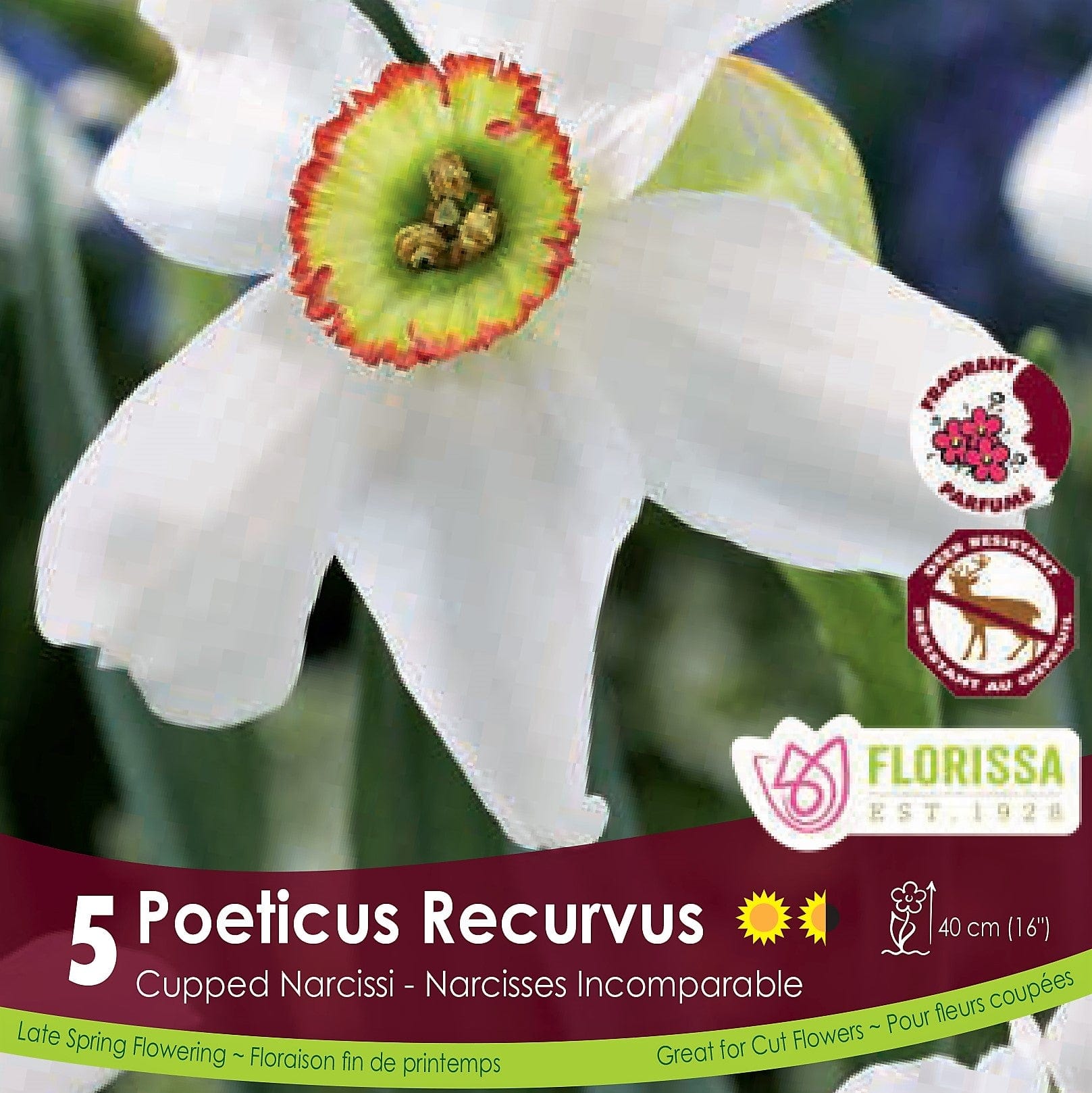 Narcissus | Cupped Narcissi | Poeticus Recurvus | Fall Planting