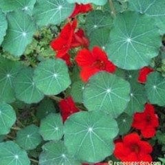Nasturtium Empress of India - Renee's Garden