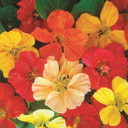 Nasturtium Jewel Mix Jumbo Pack - McKenzie Seeds