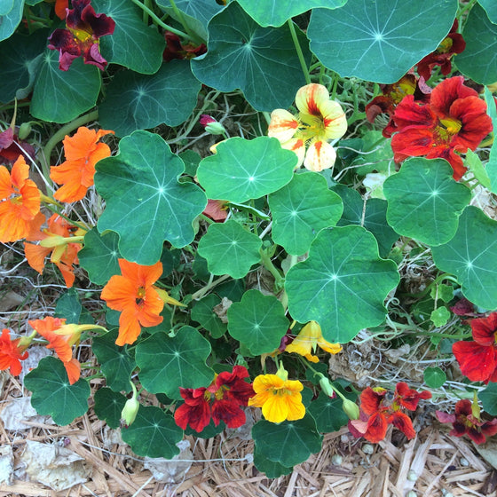 Nasturtium Mix - Good Earth Farms