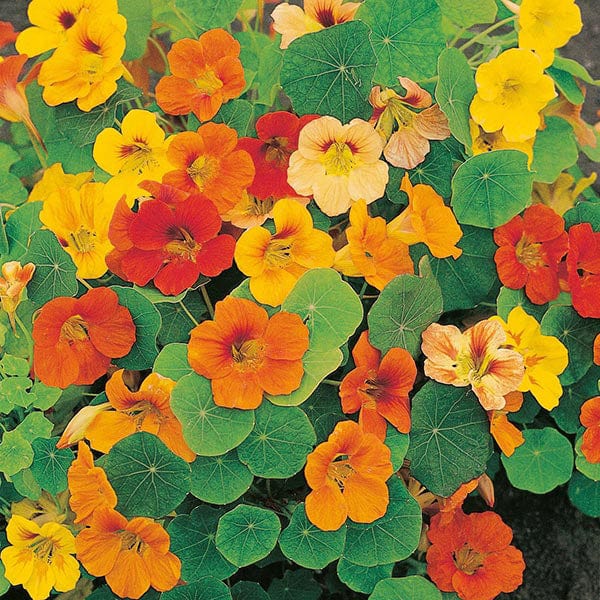 Nasturtium Whirlybird Mixed - Mr. Fothergill's Seeds