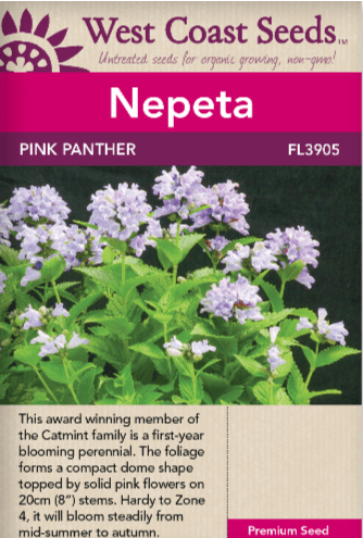 Nepeta Pink Panther - West Coast Seeds Ltd WCS