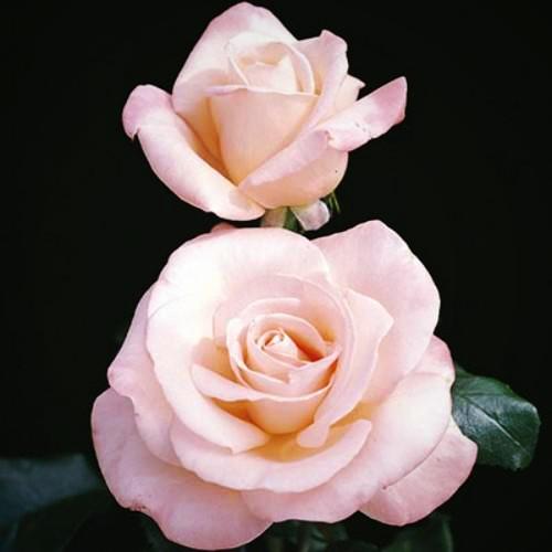 New Zealand | Hybrid Tea | Weeks Rose – Wildwood Outdoor Living