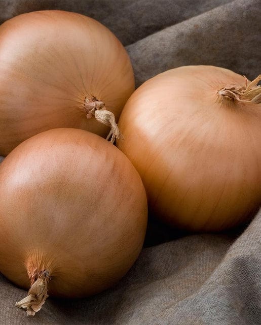 Onion Patterson - West Coast Seeds