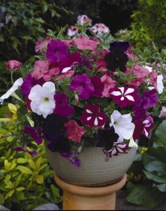 Petunia Dwarf Bedding Mix - Ontario Seed Company