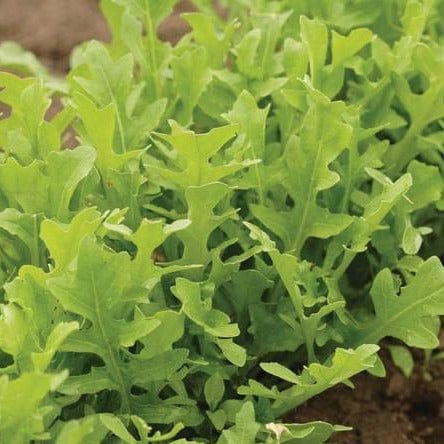 Arugula Astro Organic - West Coast Seeds