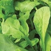Arugula Italian Organic - Cornucopia Seeds